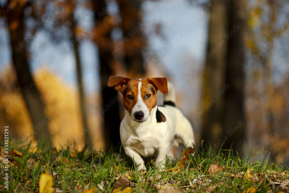 jack russell terrier playing in the grass