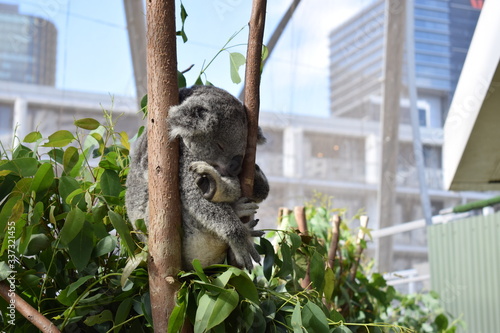 Photography koala