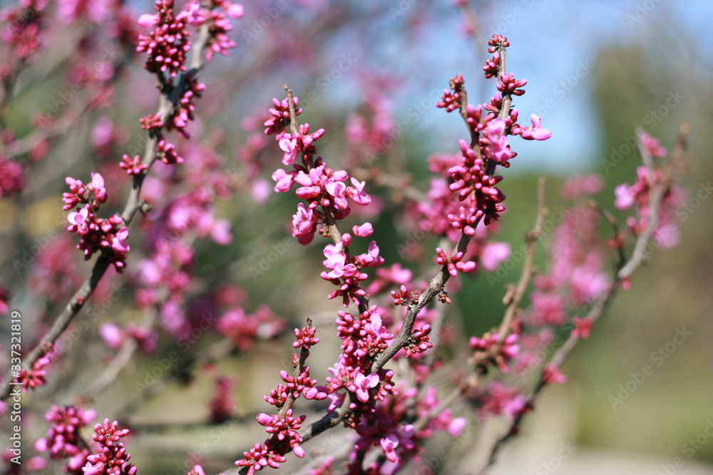 pink flowers flowering tree botany sochi plants park spring flowers beauty joy love romance
pink flowers flowering tree botany sochi plants park spring flowers beauty joy love romance