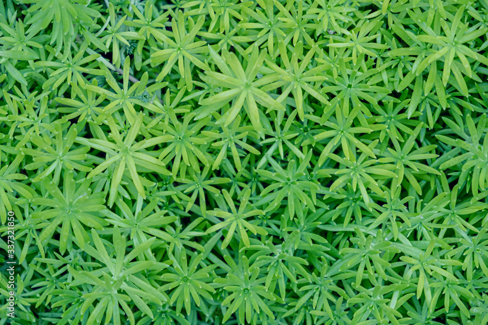 Green leaves background from top view.Layout made of green leaves.Nature for background. Green leaves background from top view.Layout made of green leaves.Nature for background.