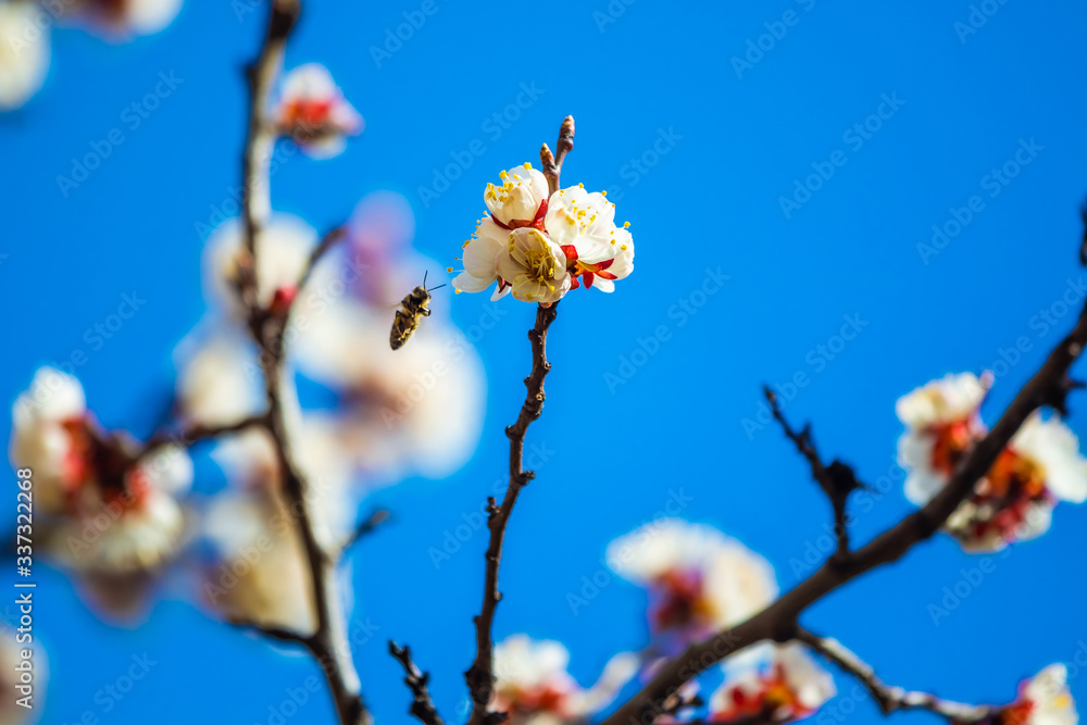 Macro blossoms tree in spring with bee, flowers with wasps on a background of blue sky Macro blossoms tree in spring with bee, flowers with wasps on a background of blue sky