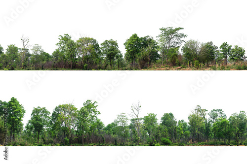 The forest is located separately on a white background.