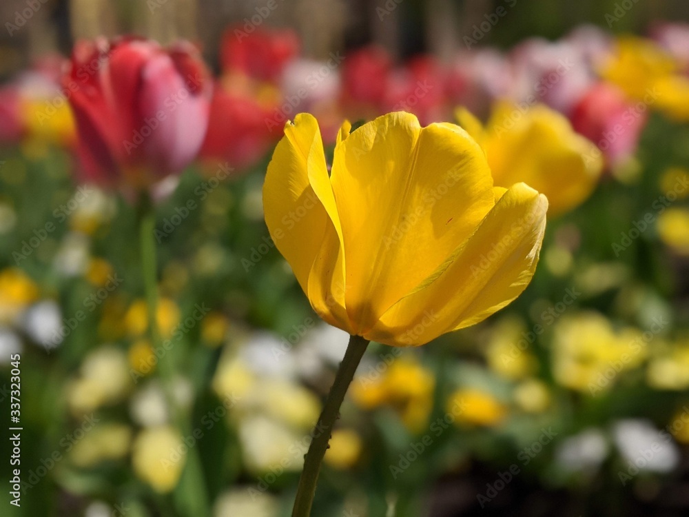 Fototapeta premium CLose up on a yellow tulip lateral view