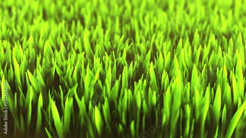 Computer graphics grass  photo