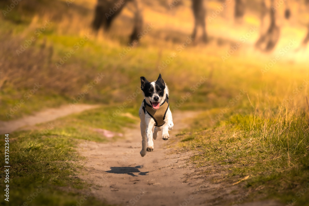 Dog runs in the field with open mouth and jumping, joyful basenji on a walk