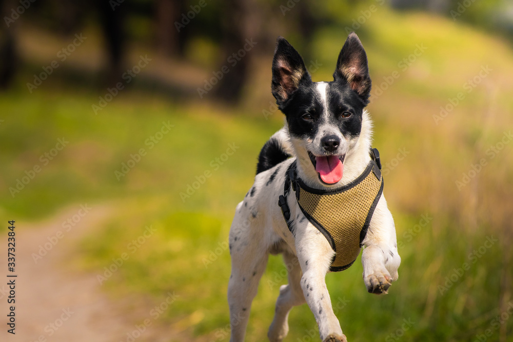 Dog runs in a green field with open mouth and jumping, joyful basenji on a walk
