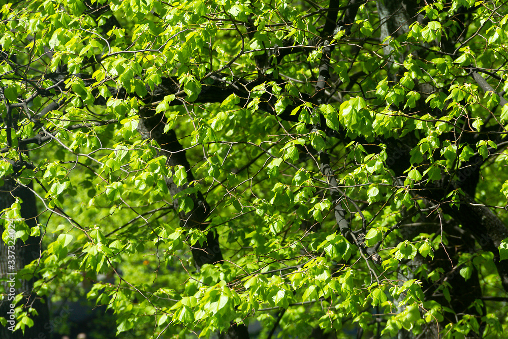 View to spring linden free with young leaves . View to spring linden free with young leaves .