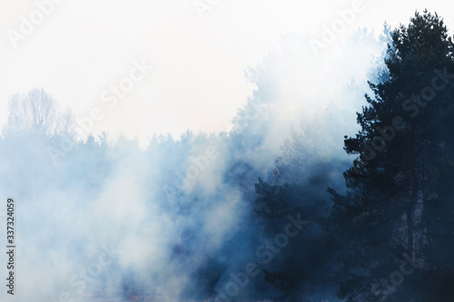 Trees in smoke or fog on the horizon, wallpaper blue © FellowNeko