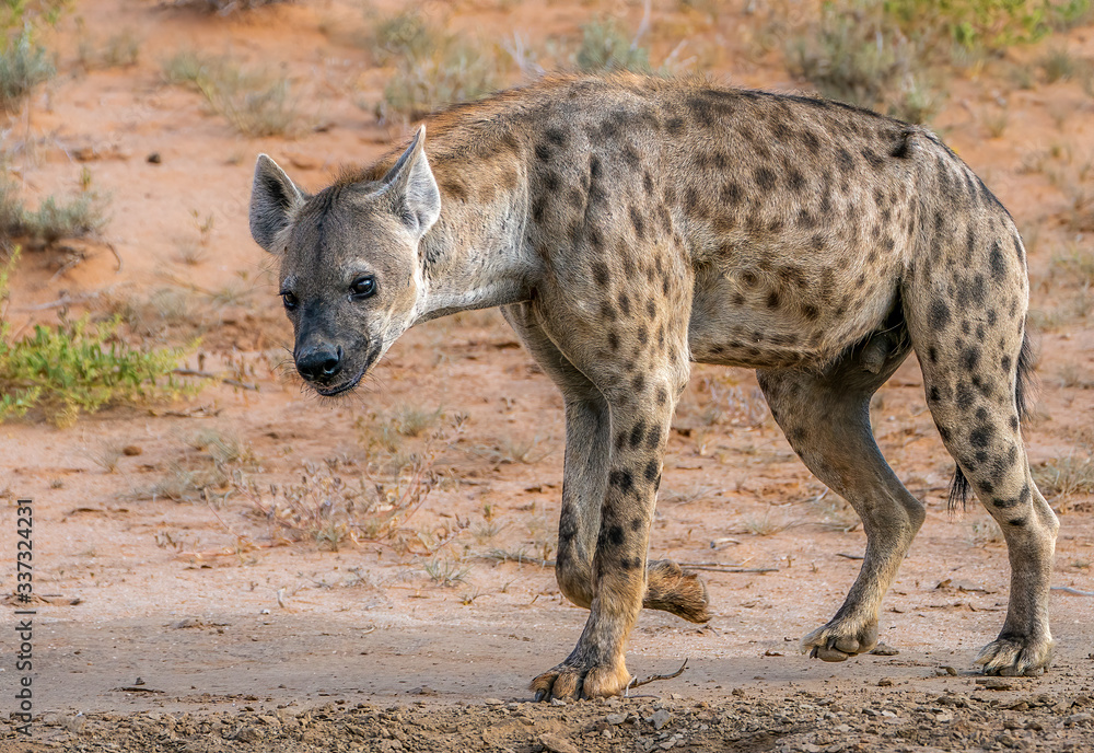 lone hyena walking in the veld looking for food lone hyena walking in the veld looking for food