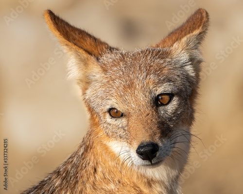 young jackal face portrait  photo
