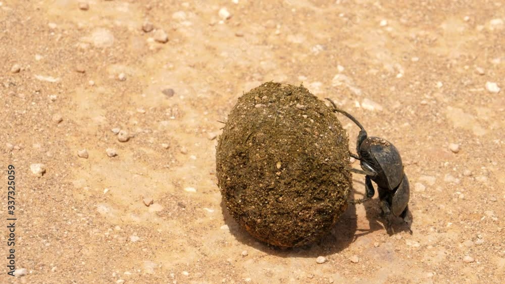 A rare Addo dung beetle struggling to roll a dung ball across some sandy terrain. Addo Park, South Africa.