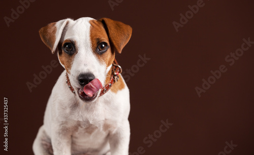 Licking dog on brown background