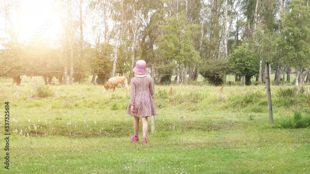 Little girl looking at cow in meadow. Calm rural farm scene with animal and exploring child. Concept of childhood adventure and lifestyle activity. Little girl looking at cow in meadow. Calm rural farm scene with animal and exploring child. Concept of childhood adventure and lifestyle activity.