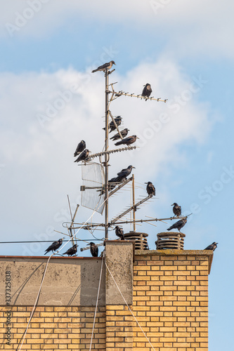 фотографія Crows On Old TV Antenna. Crows sitting on antenna