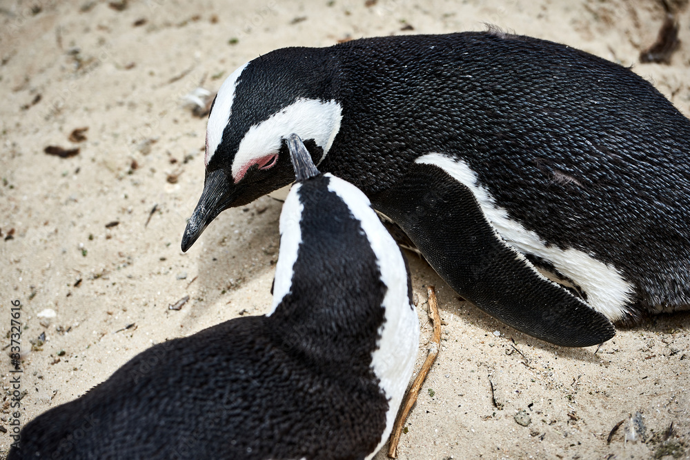 Fototapeta premium African penguin on the sandy beach. African penguin Spheniscus demersus in Boulders colony. Cape Town. South Africa