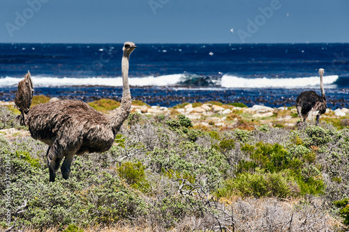 Southern ostrich struthio camelus along the roadside at the cape of good hope in South Africa