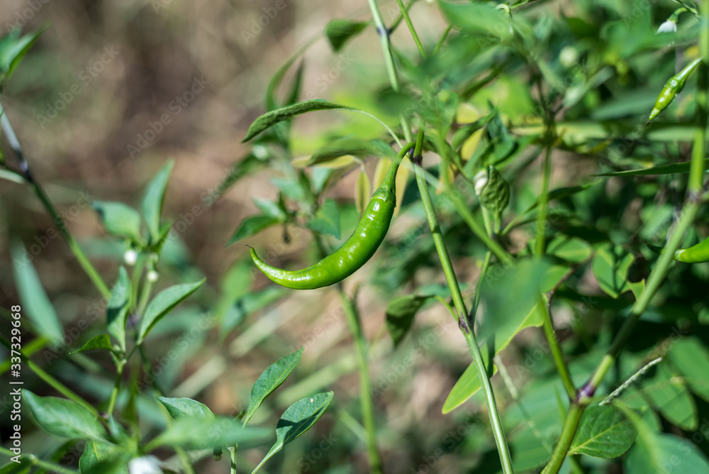 Obraz premium Green Guinea pepper on the tree