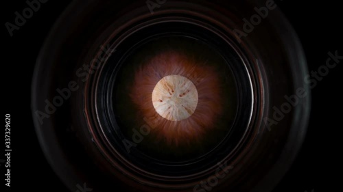 Time lapse of red chocolate button dissolving in water glass
