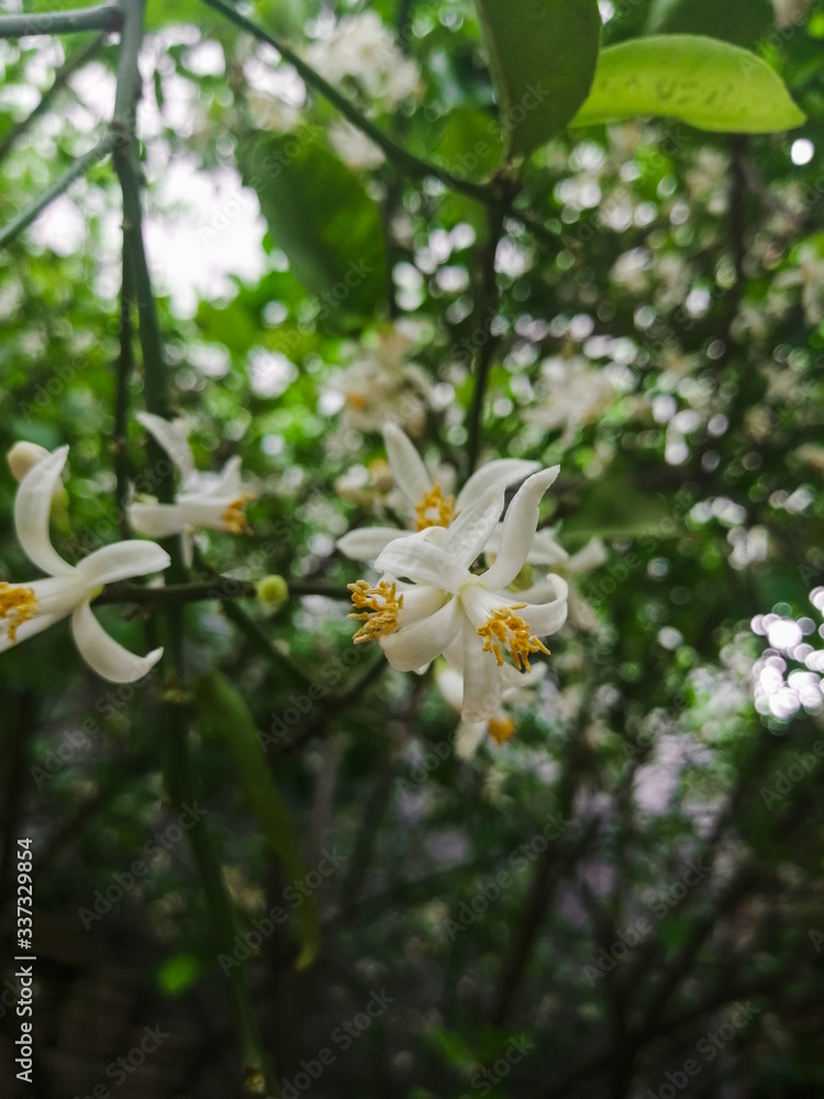 Fresh orange tree blossom flowers picture during daytime from home garden Fresh orange tree blossom flowers picture during daytime from home garden