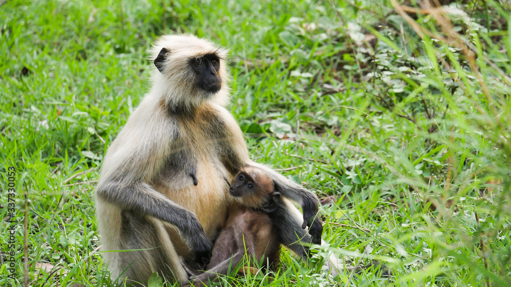 In the deep forest of chhattisgarh india monkey and the baby monkey sitting  