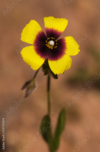 Wild Spotted Rock-rose flower over brown - Tuberaria guttata photo