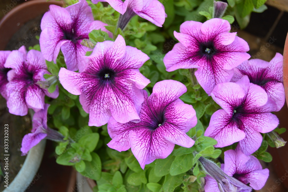 Petunias of all kinds, Algeria Petunias of all kinds, Algeria