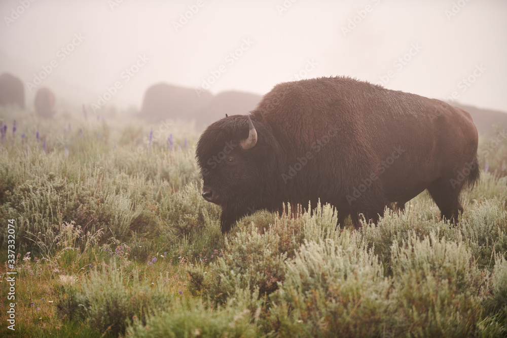 Buffalo in a field