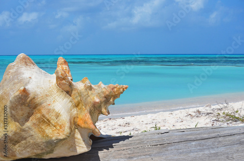 Una concha marina con el paisaje del Caribe detrás