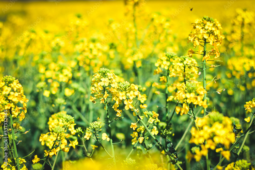 Obraz premium Rapsfeld