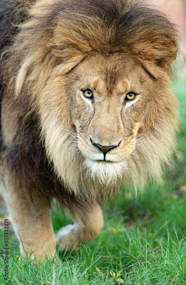 Lion Portrait