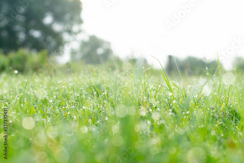 Fresh juicy young grass in droplets of morning dew a in summer spring soft focus and bokeh