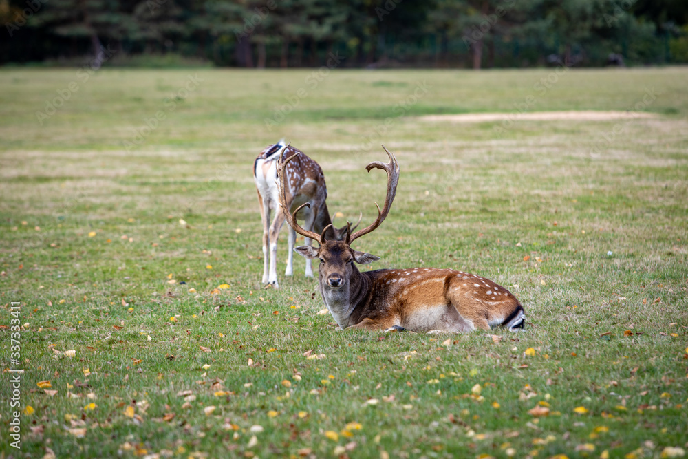 deer in the grass