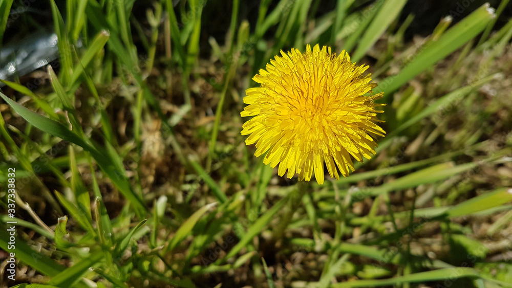 flowers in meadow spring season in greece easter flowers in meadow spring season in greece easter