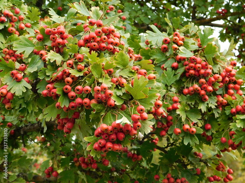 Common hawthorn, or Crataegus monogyna tree, red berries photo