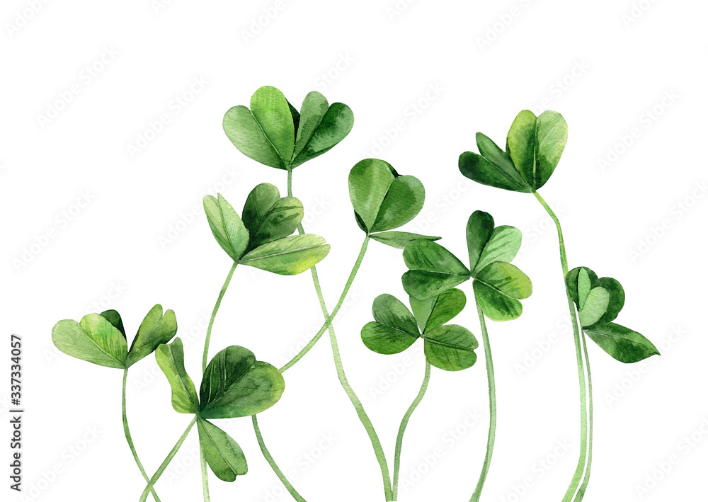Green clover leaves. Plant stems. Detail for card, postcard, wedding invitation, greeting, pattern. Watercolour illustration on white background. Green clover leaves. Plant stems. Detail for card, postcard, wedding invitation, greeting, pattern. Watercolour illustration on white background.