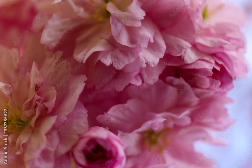 Kirschblüte, blume, pink, natur, blume, pfingstrose, pflanze, aufblühen, garden, floral, blühen, schönheit, rosales, flora, schön, frühling, makro, isoliert, close up, green, blütenblätter, sommer, we Kirschblüte, blume, pink, natur, blume, pfingstrose, pflanze, aufblühen, garden, floral, blühen, schönheit, rosales, flora, schön, frühling, makro, isoliert, close up, green, blütenblätter, sommer, we