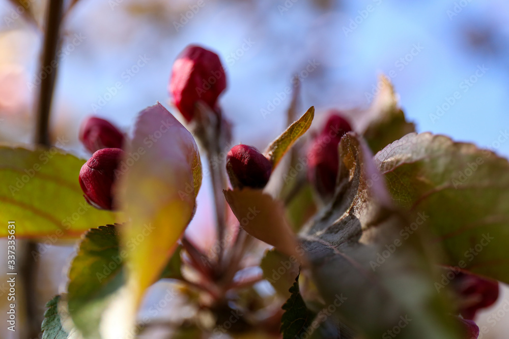Frühlingsblüte, rosales, blume, pink, natur, blume, rot, pflanze, aufblühen, schönheit, liebe, floral, blumenstrauss, rosales, schön, green, garden, frühling, blühen, flora, valentin, weiß, blütenblat