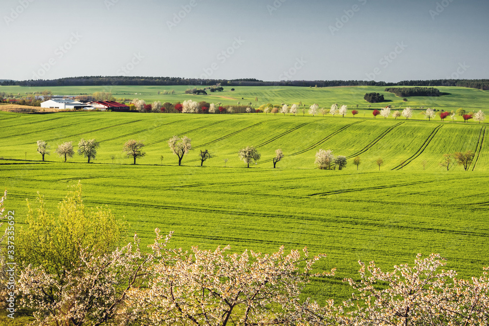 Wonderful spring countryside landscape view with blossom tree flowers of apple trees on a bright sunny day. Brocken, Harz Mountains, Harz National Park in Germany.