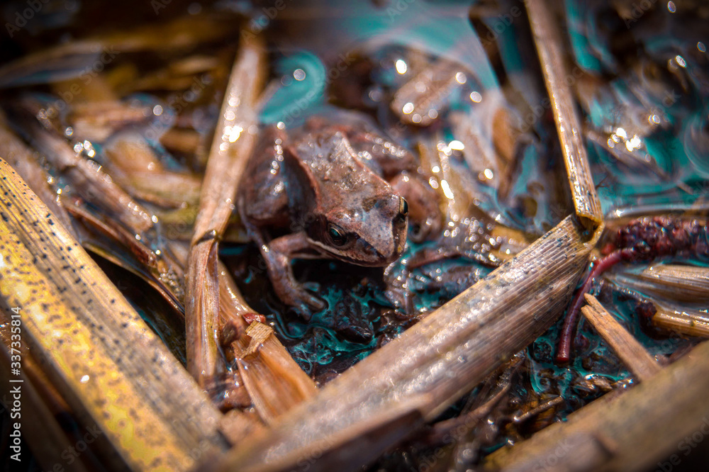 Frog Frog