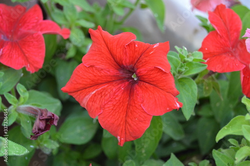 Petunias of all kinds  Algeria