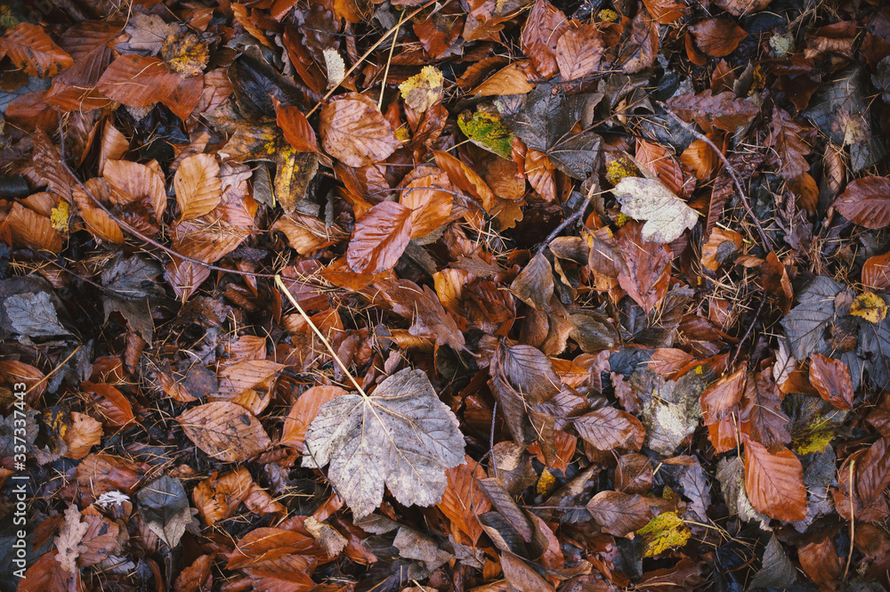 Herbstlaub