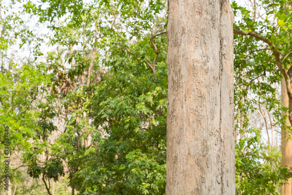 Teak Tree in Thailand precious hardwoods one of the last major areas of tropical forest in Asia