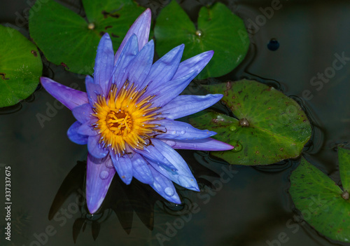 Closeup shot of purple Lilly or lotus flower blooming with water drops on petals and yellow stigma at the middle. It has dark green background. Cultivating lotus is a hobby for many Asian people