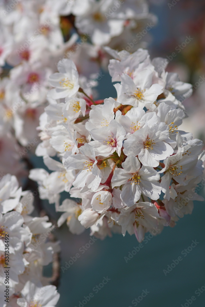 Fototapeta premium 満開のサクラ
