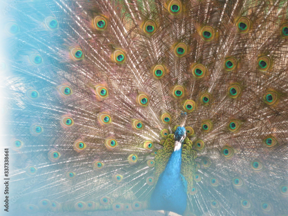 Obraz premium peacock with feathers
