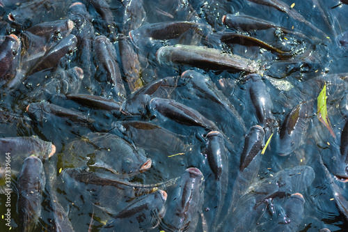 Numerous tilapia groups are gathering near the surface to wait for food and receive oxygen in the morning. Raising freshwater tilapia for trade in the agricultural industry system 