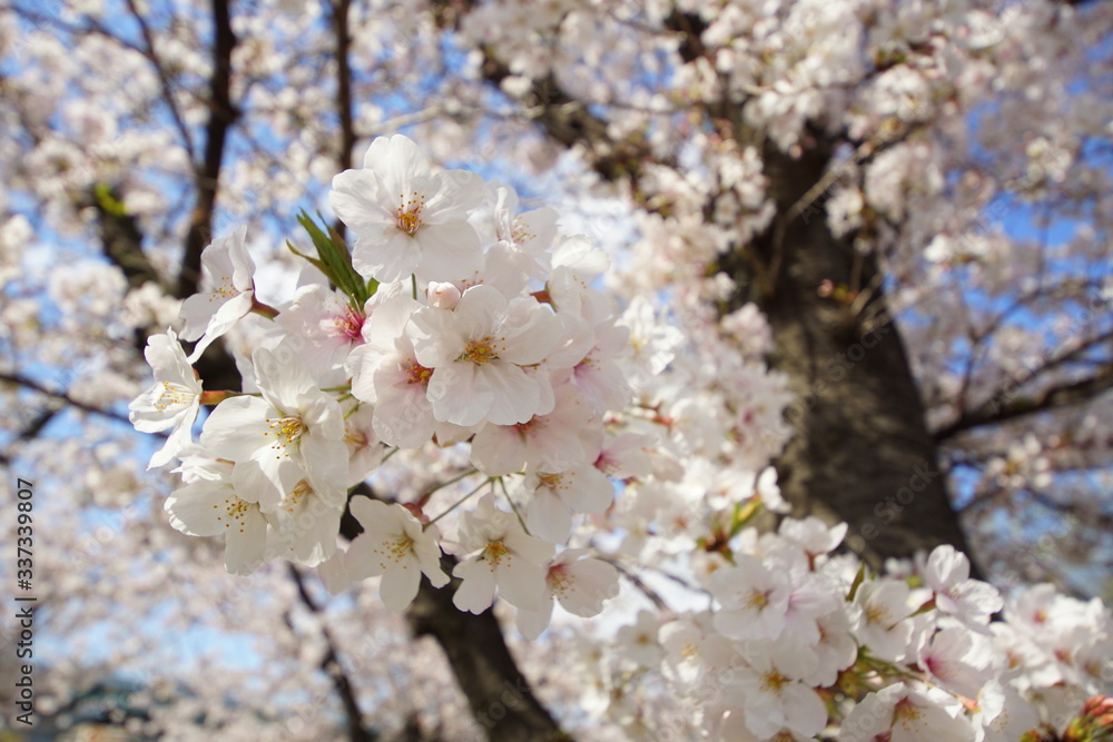 満開のサクラ