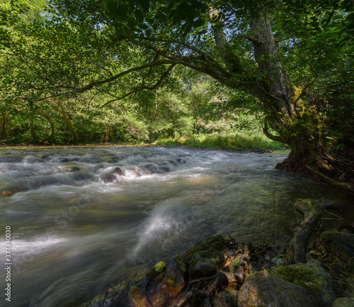 Fototapeta Naklejka Na Ścianę i Meble -  A Tree Leans Over a River Stream