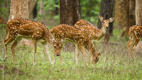 spotted deer in the deep forest of india © Amitabh