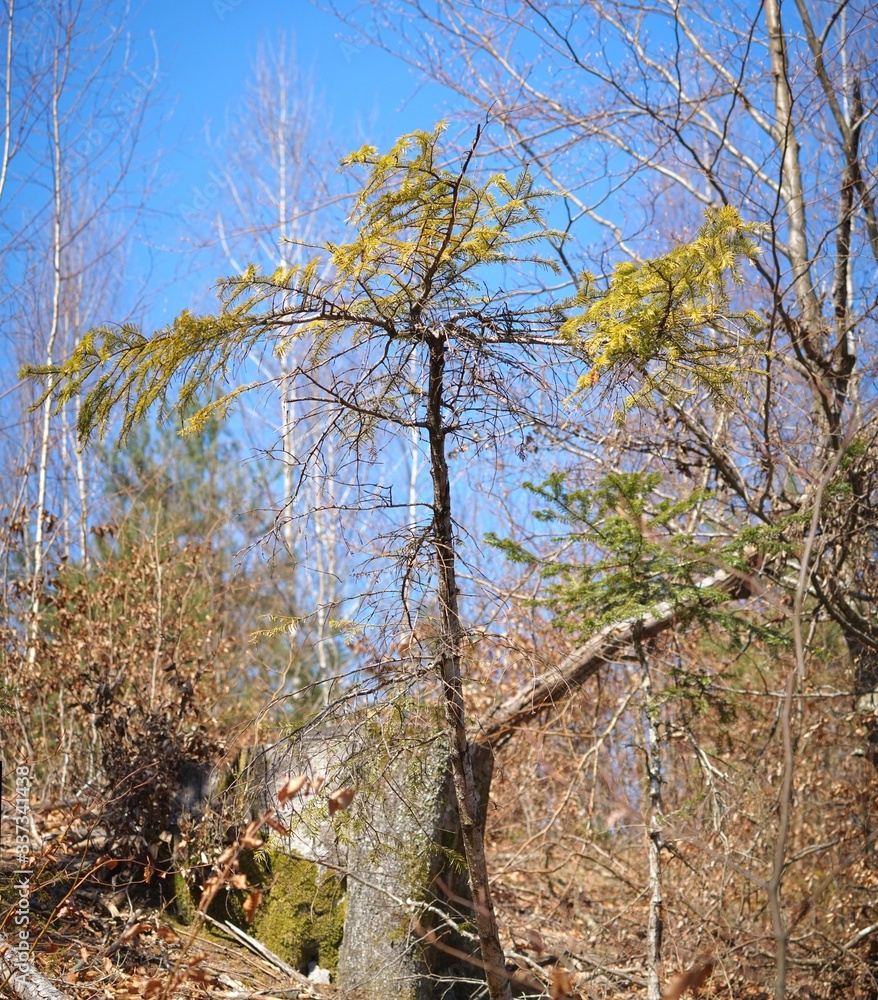 Baum-Portrait in schöner Frühlingssonne Baum-Portrait in schöner Frühlingssonne